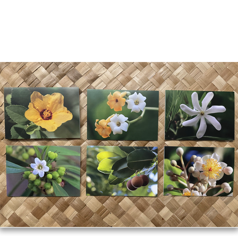 Pua Kenikeni Variety Set Maui Photocards — ʻAlohi Images Maui